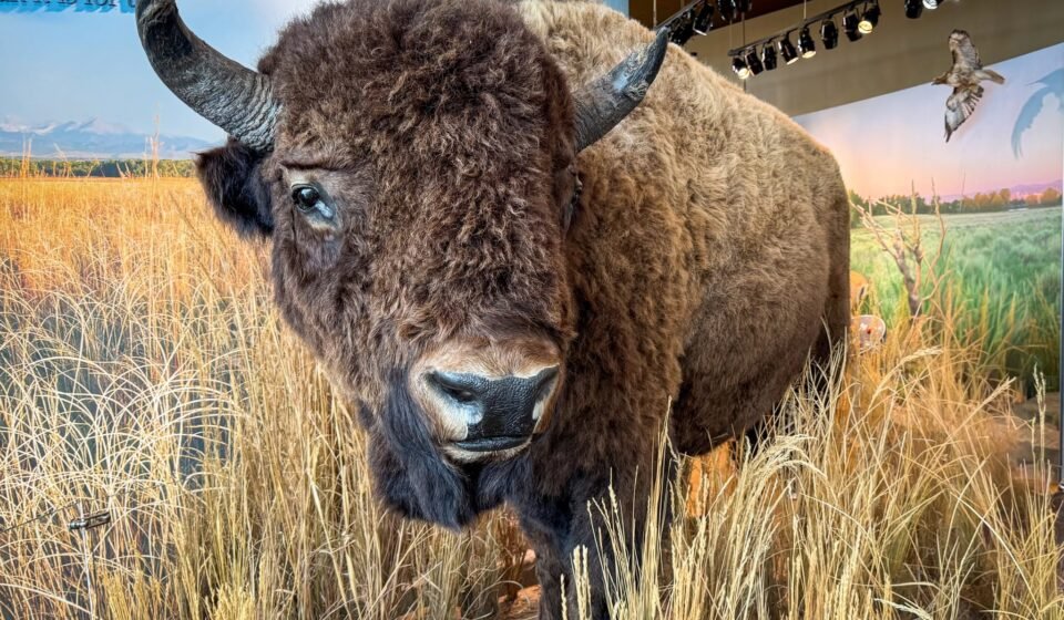 A large bison with impressive horns stands amidst tall, golden grass in a museum exhibit. The scene captures the majestic presence of this iconic North American animal.