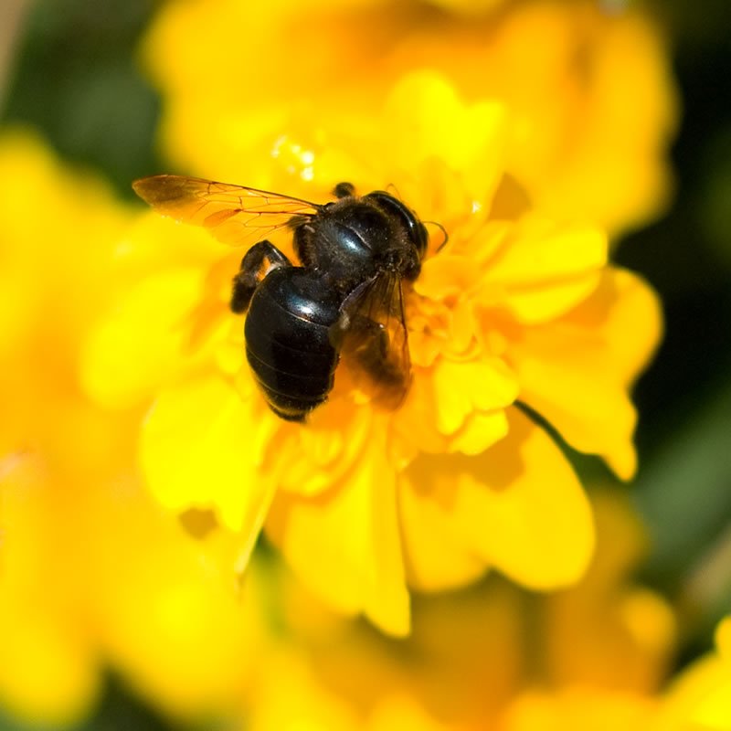 A black bee is perched on a bright yellow flower. The bee's wings are translucent, and its body is glossy. Another bee is slightly visible in the background, also on a yellow flower.