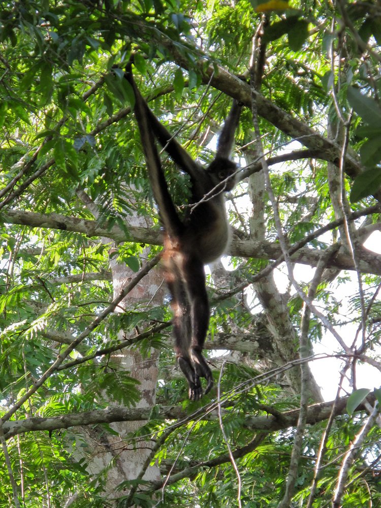A close-up of a long, dark, spiny fruit of the Brazilian Espinos tree hanging from its branches. The tree has vibrant green leaves and is surrounded by a lush, tropical setting.