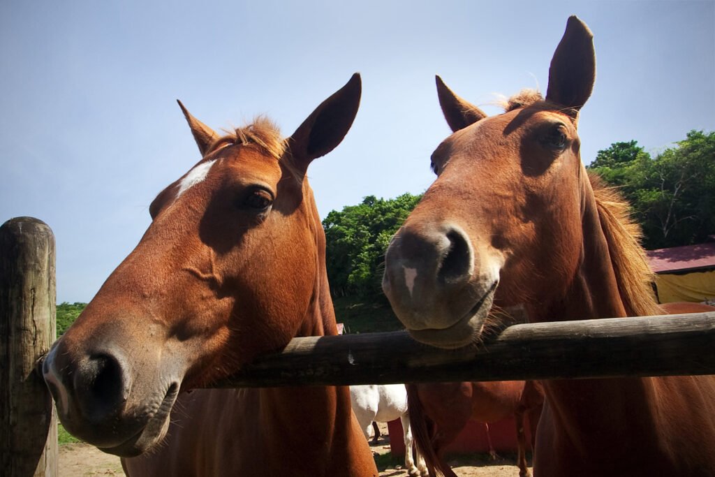 Two brown horses standing next to each other at a wooden fence on a sunny day. The horses are looking directly at the camera with their heads over the fence.
