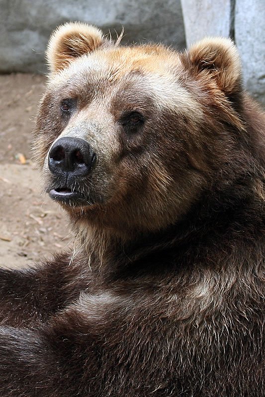 Close-up portrait of a brown bear looking up curiously.