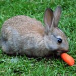 Chinatown Summer Festival A small rabbit is nibbling on a carrot while sitting on green grass.
