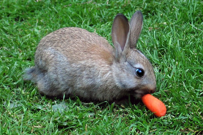 A small rabbit is nibbling on a carrot while sitting on green grass.