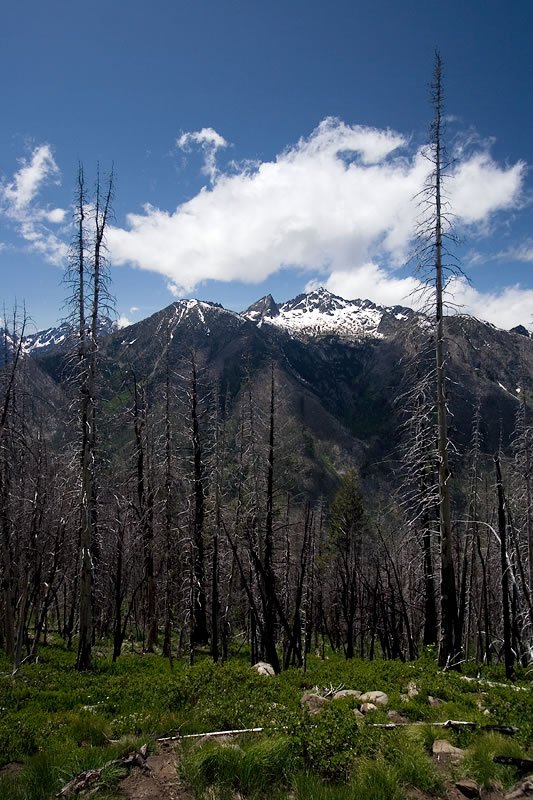 A serene image showing a forest of charred trees under a clear blue sky, with snow-capped mountains rising majestically in the background.