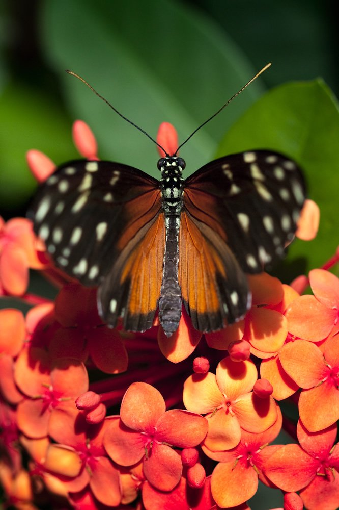 A vibrant butterfly with orange and black wings perched on colorful flowers. The image also includes a close-up of the butterfly's wing details.