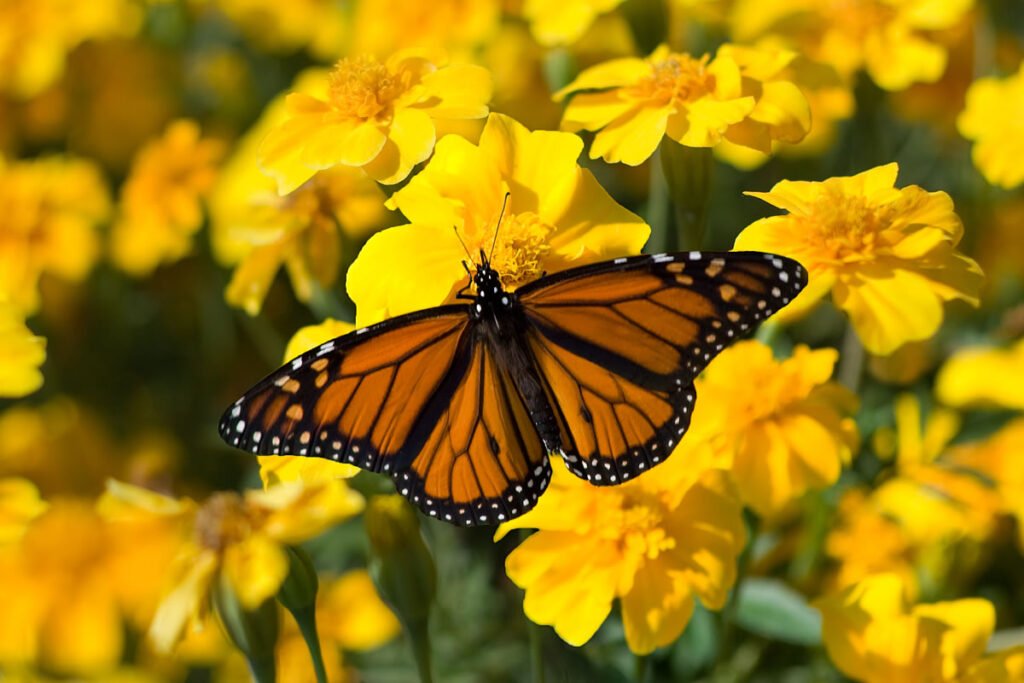 A vibrant orange butterfly resting on a bed of bright yellow flowers.