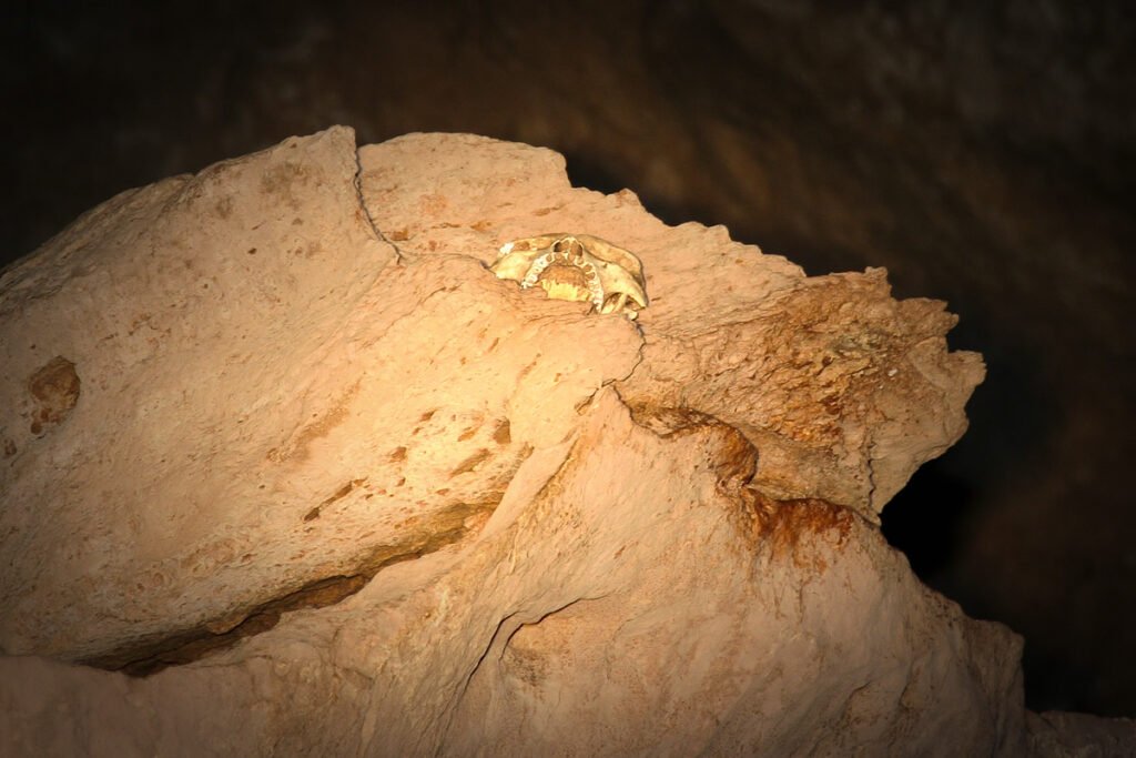 A snail with a yellow shell is camouflaged on a textured, light-colored cave wall. The dim lighting adds depth to the scene.