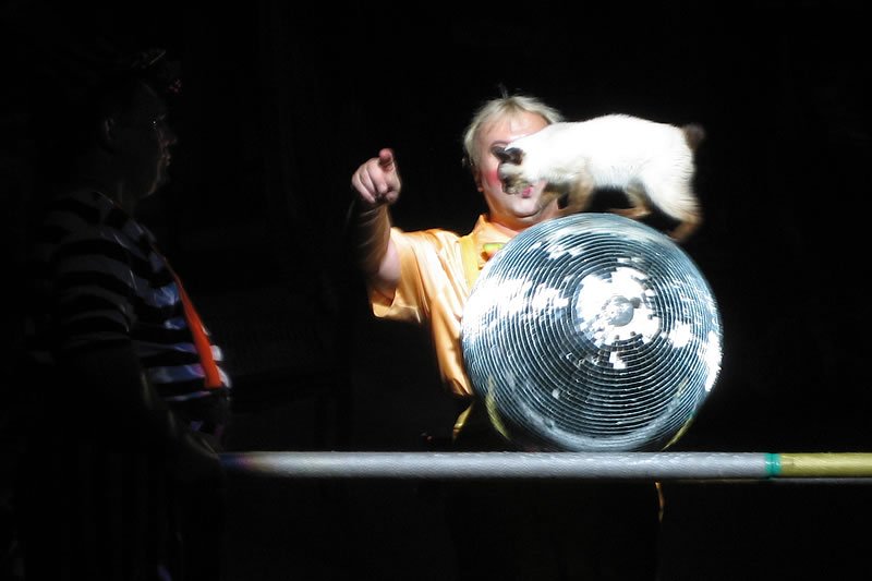 A person pointing while a small white cat perches on top of a shiny disco ball. The setting appears dark, possibly indoors or nighttime.