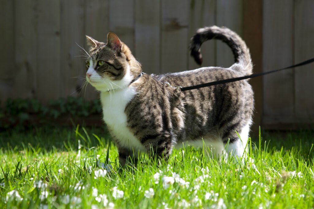 A curious cat is walking on a leash through a lush green garden, among white flowers.