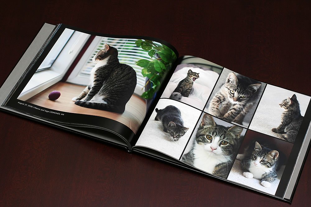 An open photo book on a dark surface shows various pictures of cats, including one large image of a cat near a window and several smaller portraits of different cats.