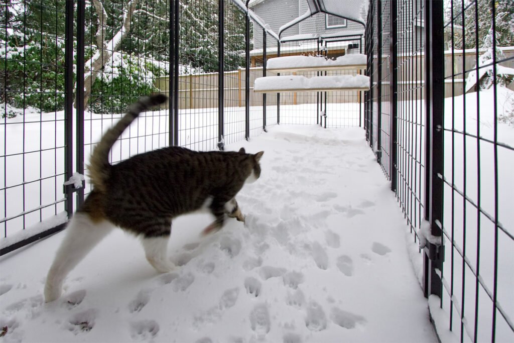 A cat walks through the snow inside a catio.