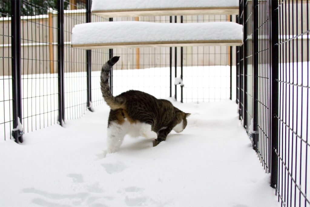 A calico cat walking in a fenced snowy area with snow-capped shelves.
