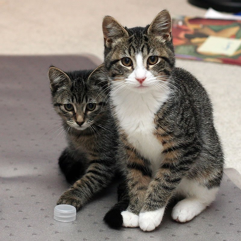 Two cats sitting together while one plays with a bottle cap.