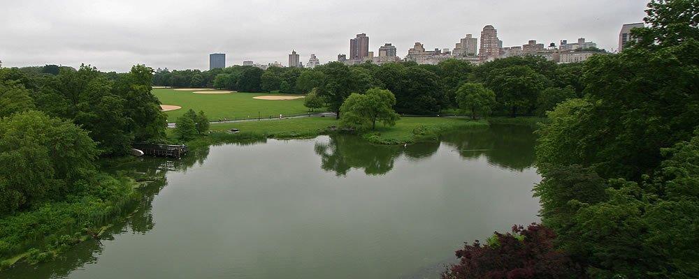 A tranquil pond surrounded by lush greenery with city skyline reflections. Perfect spot for nature lovers.