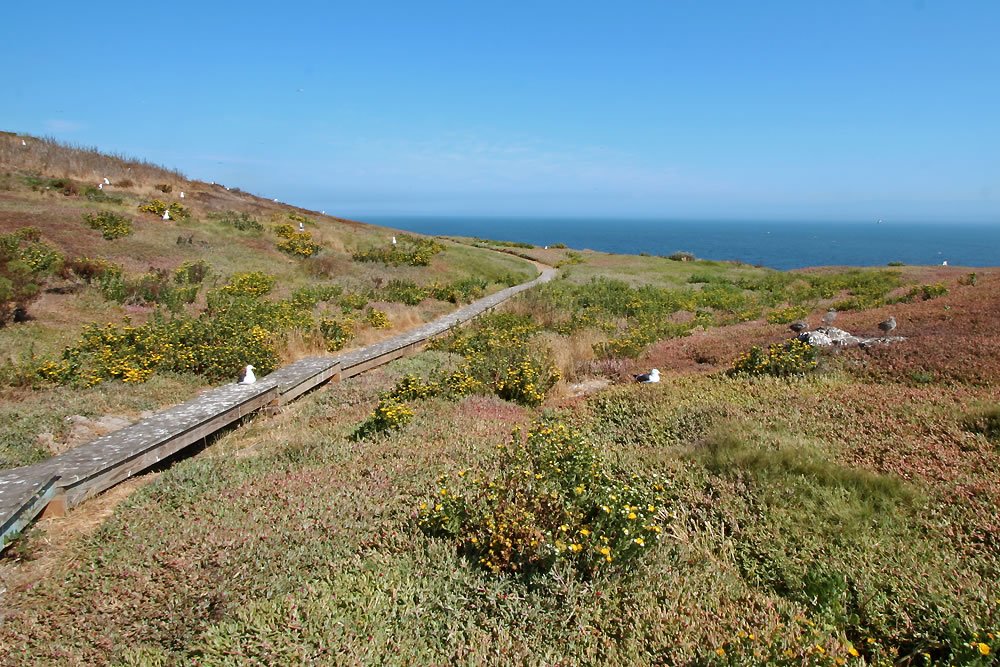 A wooden boardwalk winds through shrubbery and grasses on a coastal hillside with the ocean visible in the distance.