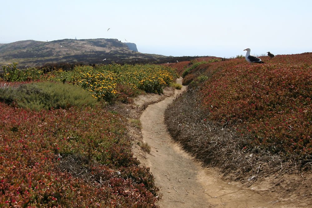 A winding dirt path cuts through vibrant coastal flora, with hills in the background and a clear sky overhead.