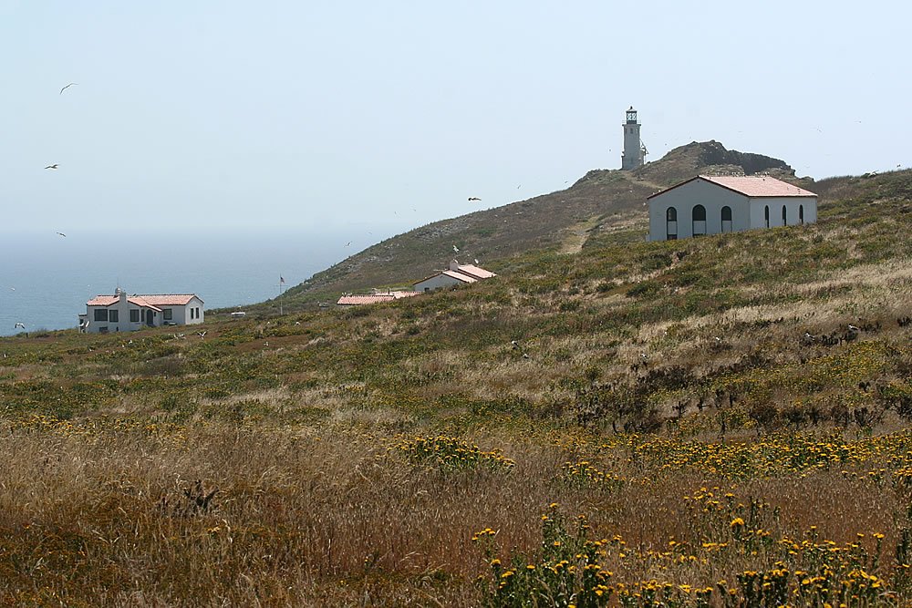 A scenic view of a coastal lighthouse surrounded by grassy hills and dotted with wildflowers.