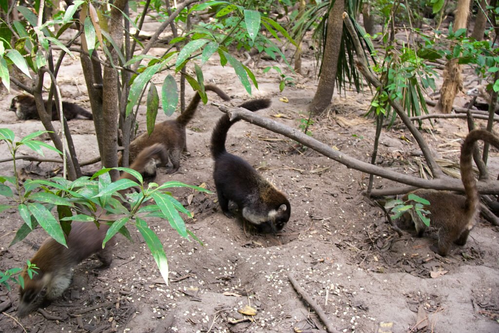 A group of coatis foraging on the forest floor among green plants and fallen branches. The scene captures their natural behavior in a lush environment.