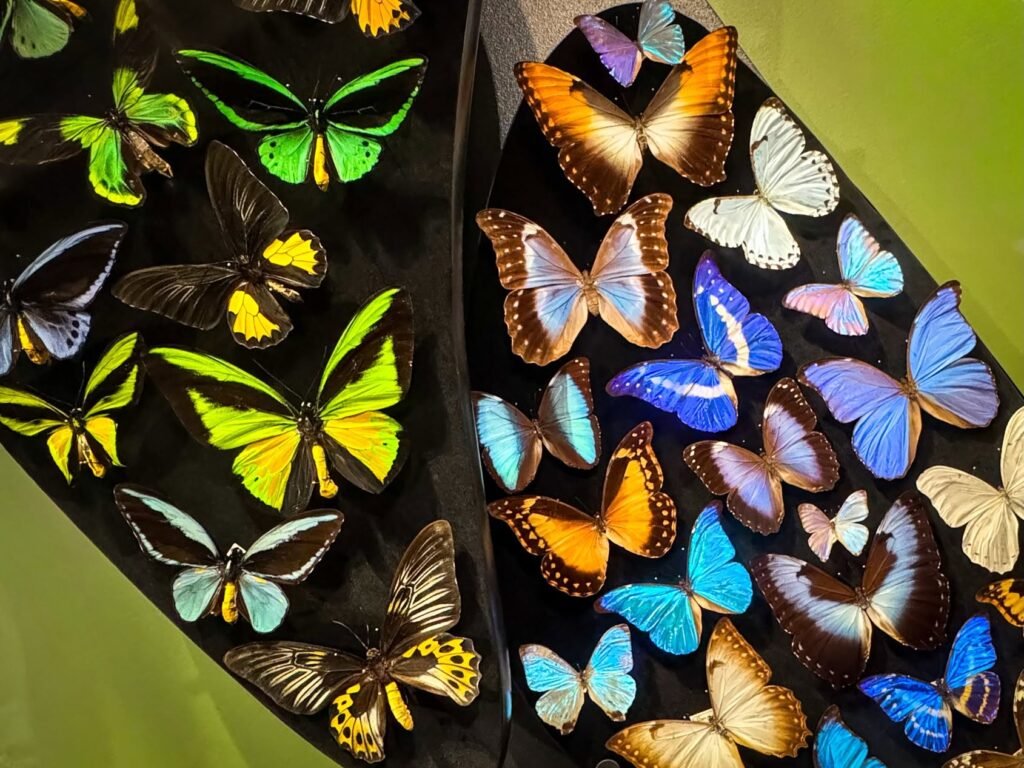 A vibrant collection of diverse butterflies displayed on a dark background, showcasing a variety of colors and patterns.