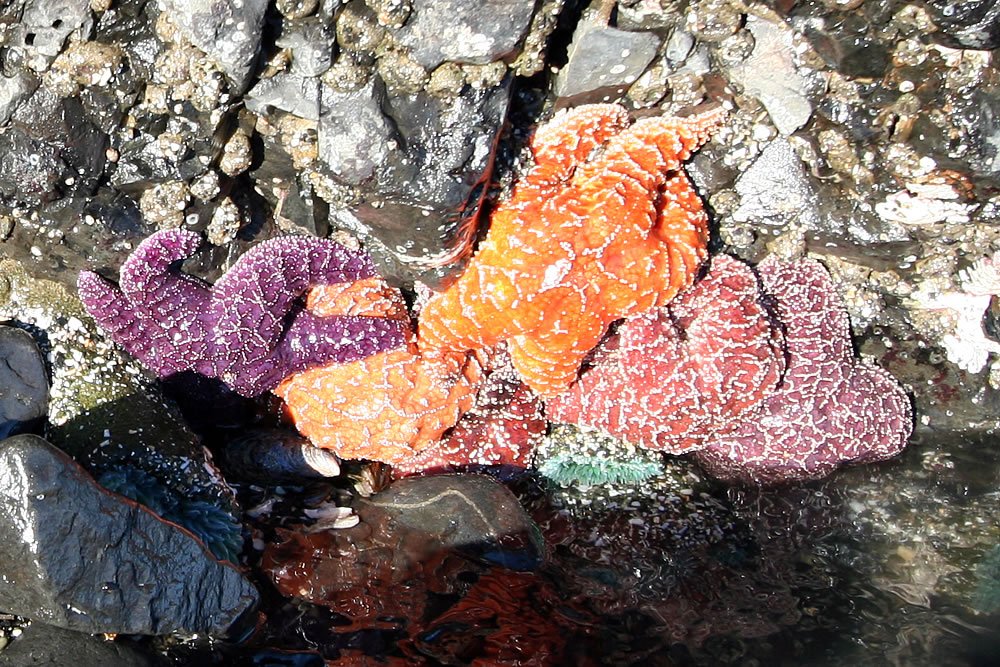 Vibrant purple, orange, and red starfish cling to wet rocks surrounded by shells and seaweed.