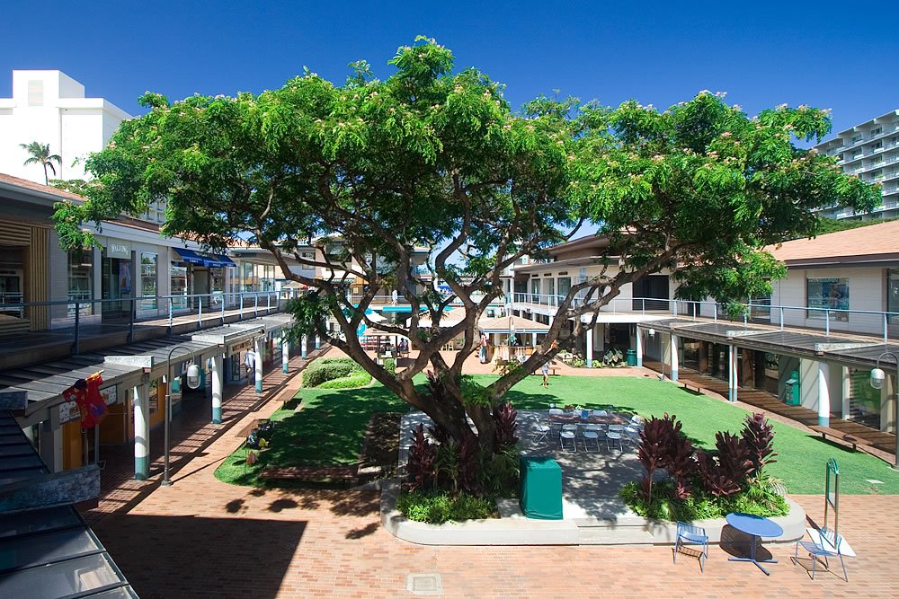 A large, sprawling tree stands at the center of a sunny courtyard, offering shade amidst the urban environment and greenery. The surrounding buildings and vibrant blue sky enhance the serene atmosphere.