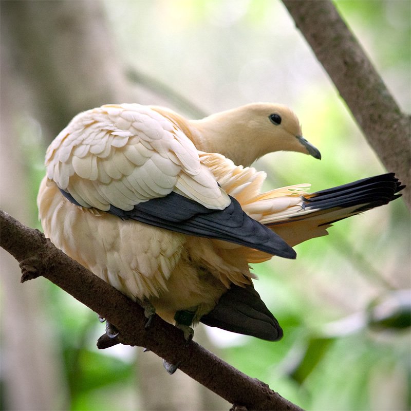 A cream-colored pigeon with black-tipped wings perches calmly on a tree branch in a lush green environment.