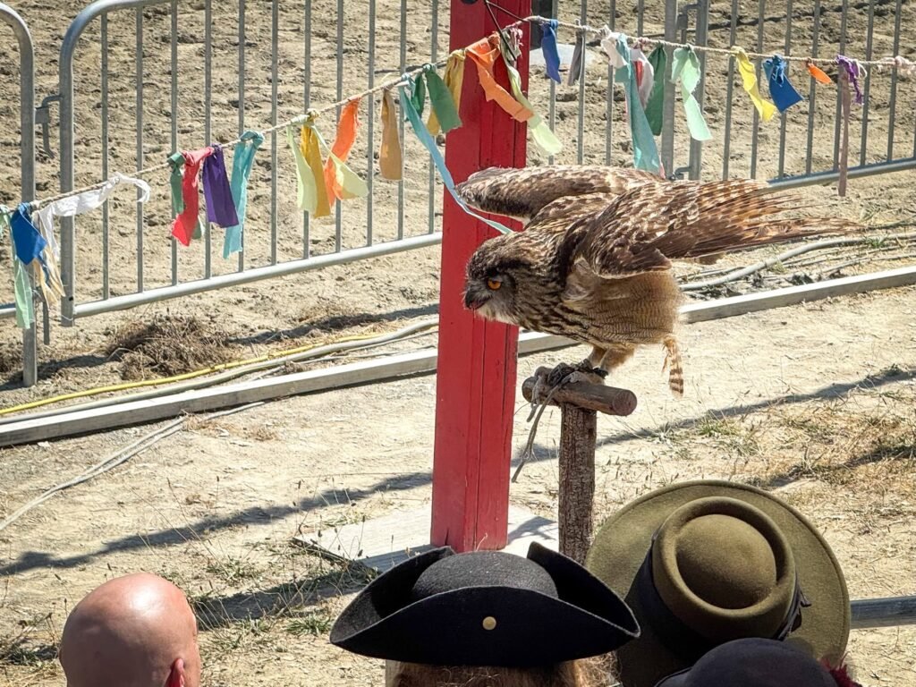 A hawk in flight near a colorful ribbon-decorated fence during a festive outdoor event, with spectators observing.