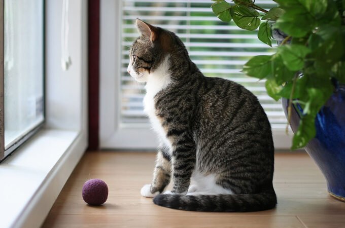 A tabby cat sits beside a window, gazing outside with a purple ball nearby on the wooden floor.