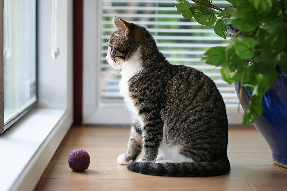 A tabby cat sits beside a window, gazing outside with a purple ball nearby on the wooden floor.