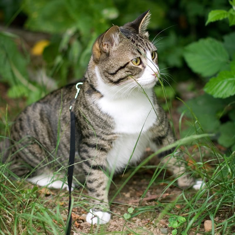 A curious tabby cat with a white chest sitting attentively amidst lush green foliage, exploring its surroundings.