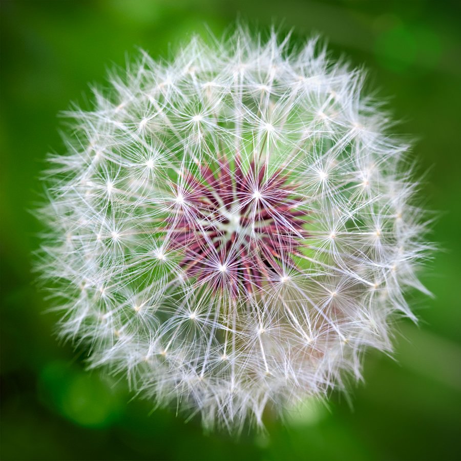 A close-up view of two dandelion seed heads against a blurred green background.