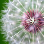 Mt. Constitution A detailed photograph showcasing the intricate structure of a dandelion seed head. The image highlights the fine, delicate strands and seeds against a soft green background.