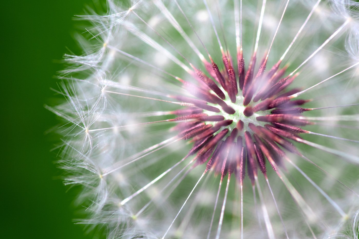 Spring in Macro A detailed photograph showcasing the intricate structure of a dandelion seed head. The image highlights the fine, delicate strands and seeds against a soft green background.