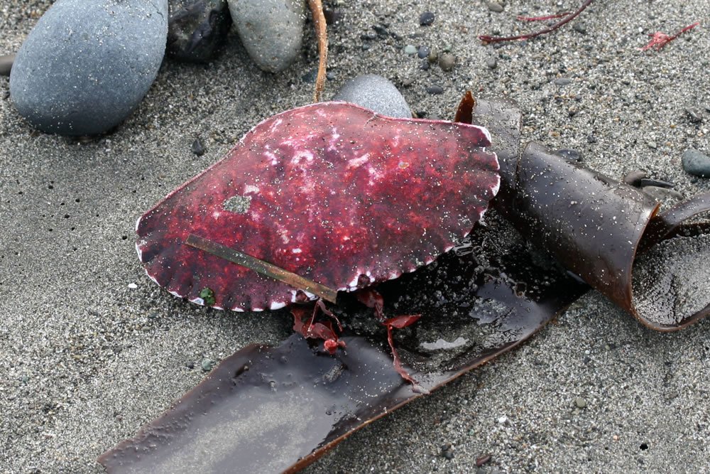 A red dead rock crab lying on a seaweed-covered sandy beach with smooth stones scattered around.