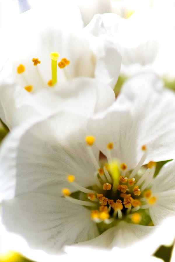 A detailed view of a white flower with yellow stamens, showcasing its intricate beauty.