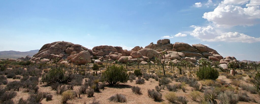 A scenic view of a desert landscape featuring Joshua trees and rocky hills under a blue sky with scattered clouds.