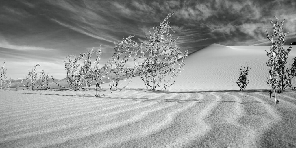 A grainy black and white photo showing a desert landscape with sparse trees and a sandy foreground under a cloudy sky.