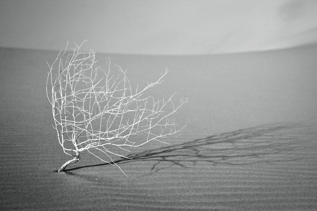 A stark black-and-white image of a solitary branch with intricate bare branches against a vast desert landscape.