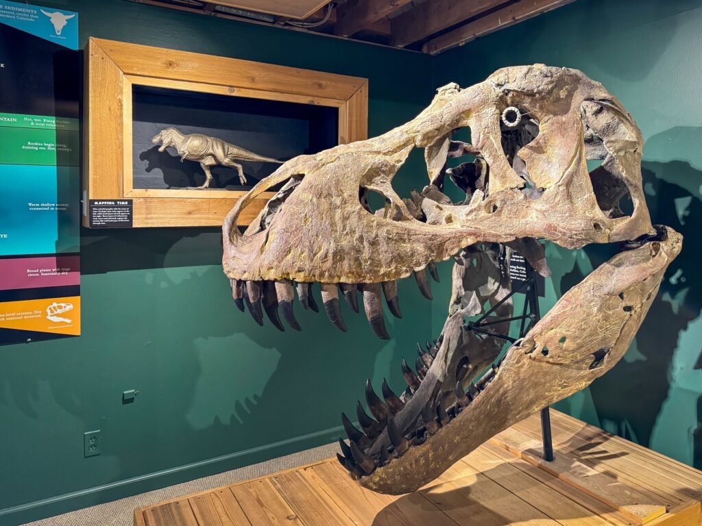 A detailed dinosaur skull fossil on display in a museum, with a mounted dinosaur model in the background.