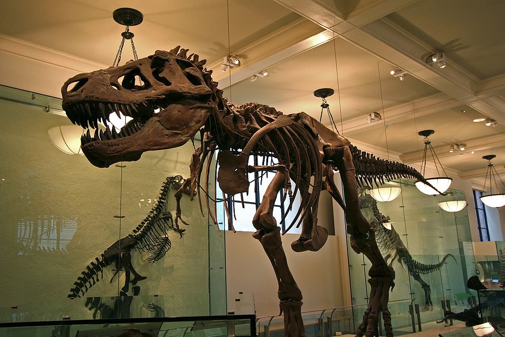 A large dinosaur skeleton displayed in a museum setting with detailed bones and glass enclosures.