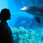 Red Rock Canyon A silhouette of a woman watching a dolphin swim in a blue aquatic exhibit.
