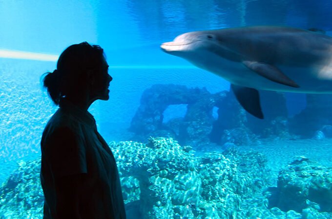 A silhouette of a woman watching a dolphin swim in a blue aquatic exhibit.