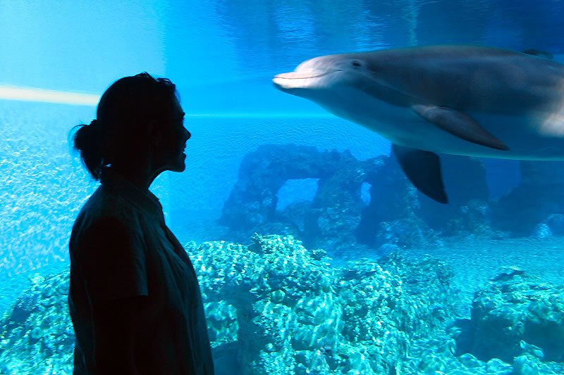 A silhouette of a woman watching a dolphin swim in a blue aquatic exhibit.