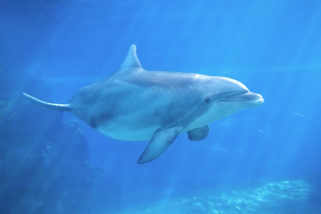 A dolphin glides gracefully through clear blue water, its sleek body and curved fin visible.