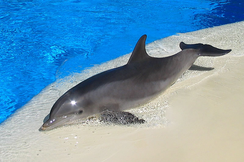 A bottle-nosed dolphin is seen resting on the sandy shore next to a bright blue pool. The serene scene captures the tranquil nature of the water with gentle waves lapping at the edge.