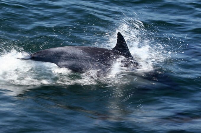 A dolphin gracefully leaps out of the deep blue ocean, creating a beautiful splash in the Pacific Northwest.