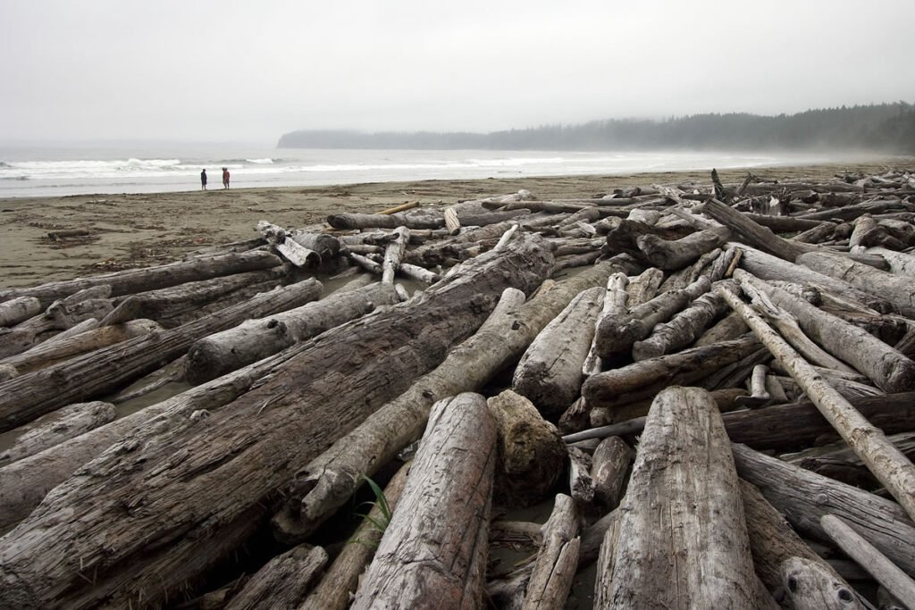 A moody beach scene filled with driftwood logs under a foggy sky.