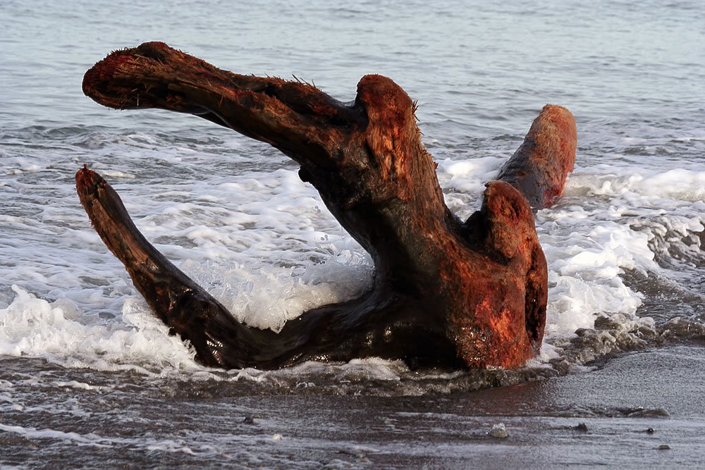 A uniquely shaped piece of driftwood stands prominently on the shore, with ocean waves crashing around it.