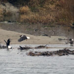 Canon Rebel XT A group of bald eagles perched on sandy shores and driftwood in a river, surrounded by tall grasses.
