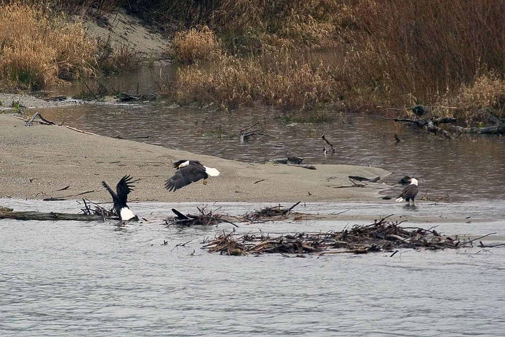 A group of bald eagles perched on sandy shores and driftwood in a river, surrounded by tall grasses.